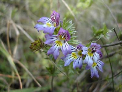 معرفی و راهنمای پرورش گیاهان زینتی فضای باز - گل خوش